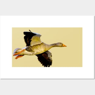 Greylag goose Posters and Art